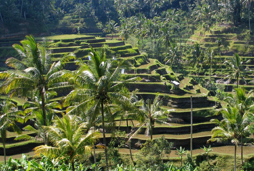 Honeymooners Bali